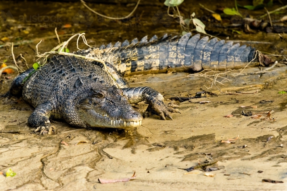 Close up view of a Saltwater Crocodile on muddy river bank at low tide - Australian Stock Image