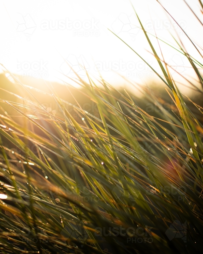 Close-up view of grass with dew on it, illuminated by warm sunlight - Australian Stock Image