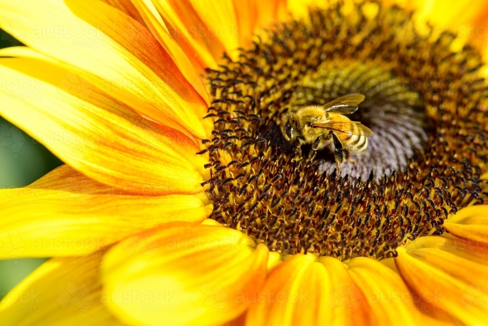 Close up view of honey bee on bright yellow and orange flower - Australian Stock Image