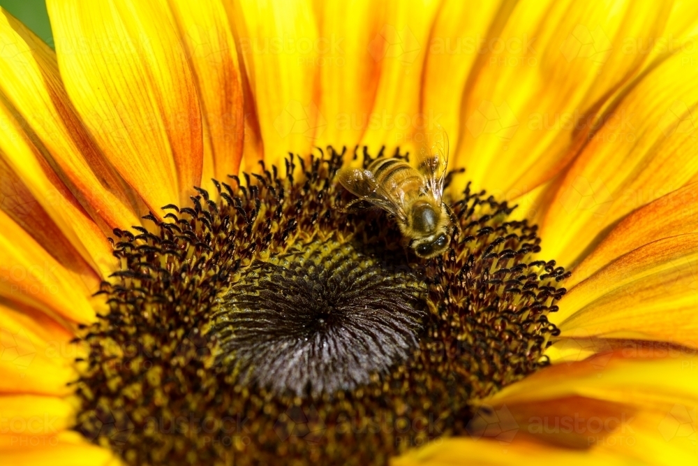 Close up view of honey bee on bright yellow and orange flower - Australian Stock Image