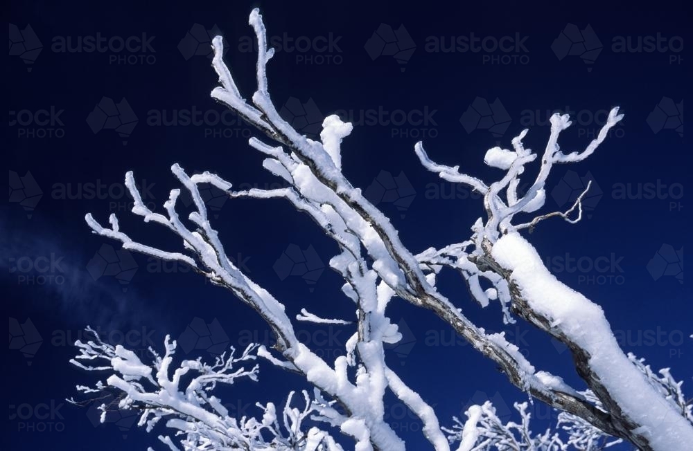 Close up view of iced up snow on branches of a snowgum - Australian Stock Image