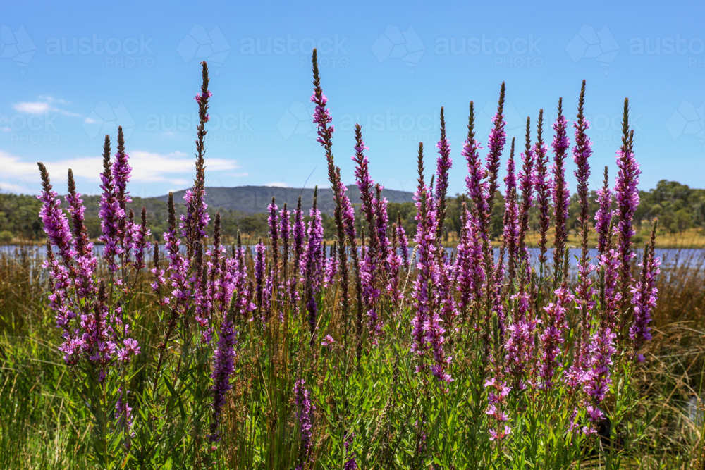 Close up view of purple loosestrife flowers growing at edge of Dumaresq Dam in Armidale, NSW - Australian Stock Image