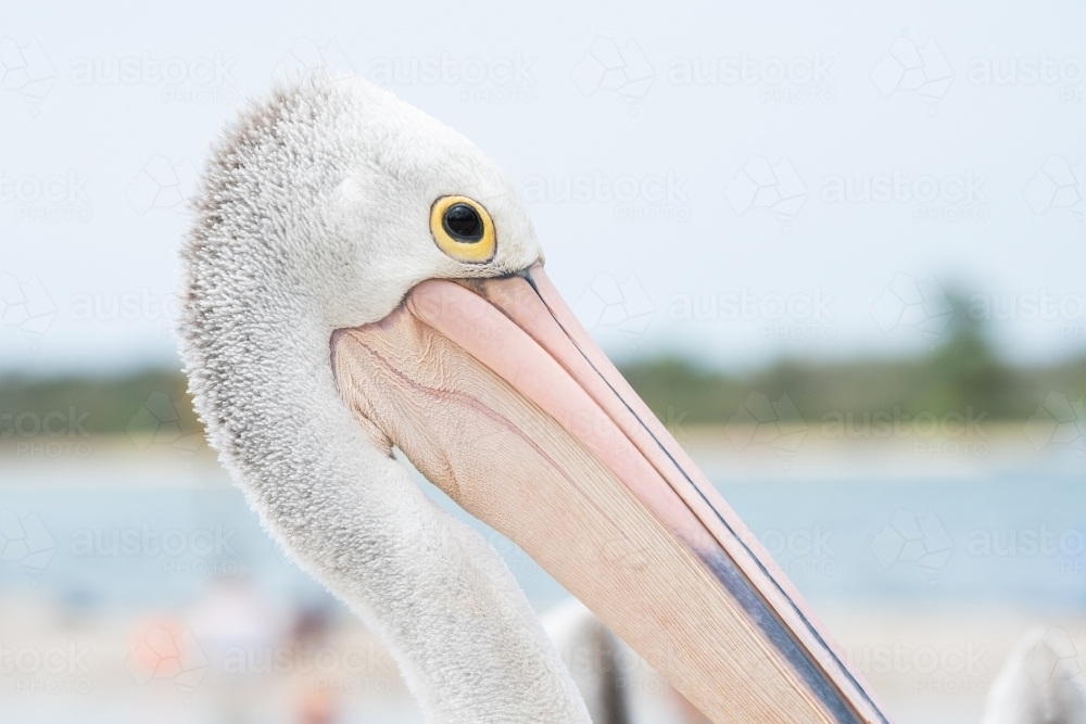 Close up view of the head of an Australian pelican bird - Australian Stock Image