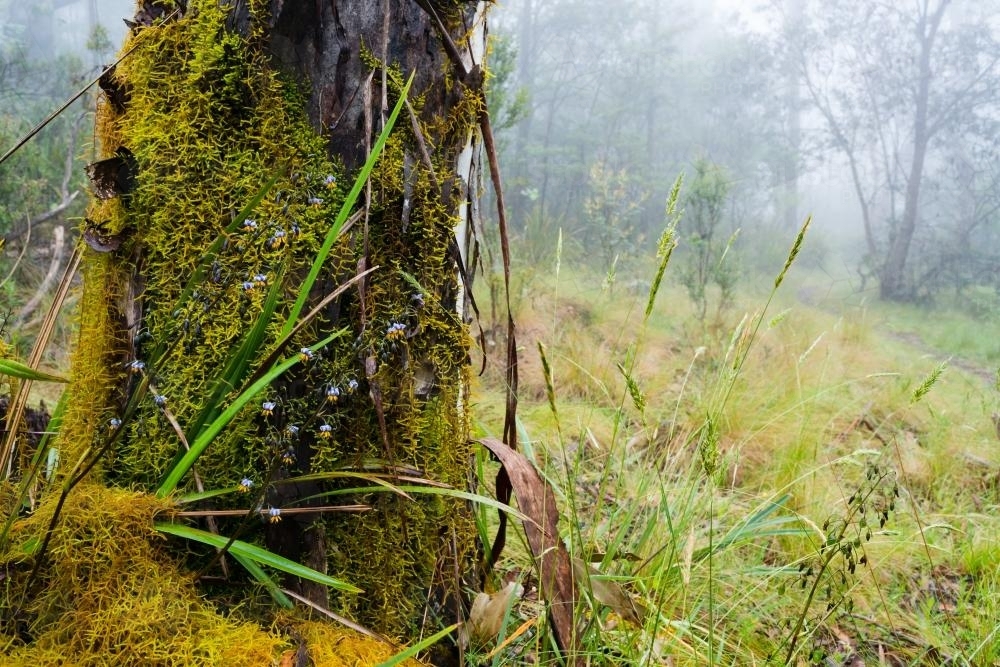 Close up view of  wildflowers, moss and grasses on tree trunk in misty forest - Australian Stock Image
