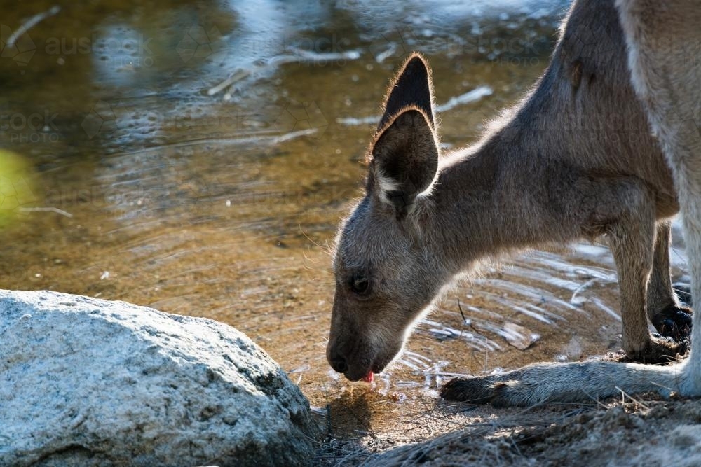 Image of Close up view of young grey kangaroo drinking at waters edge