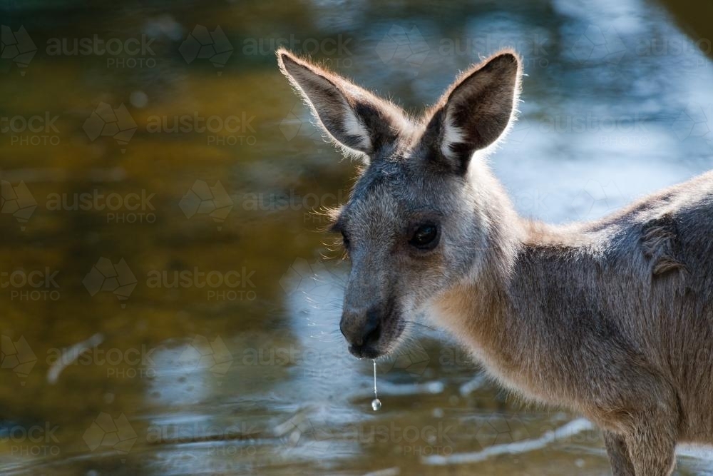 Close up view of young grey kangaroo with water dripping from mouth - Australian Stock Image