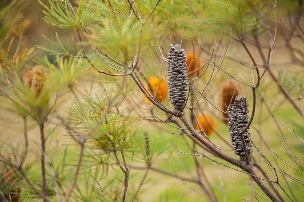 Closed banksia seed pods on a bush on an overcast day - Australian Stock Image