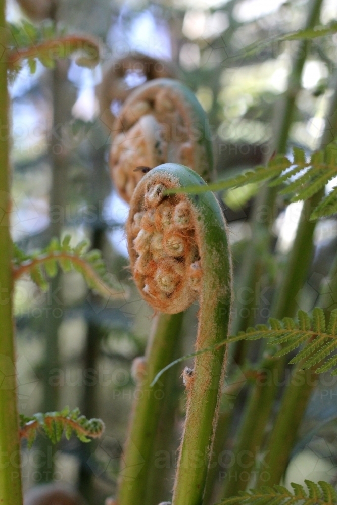 Closed fern frond - Australian Stock Image