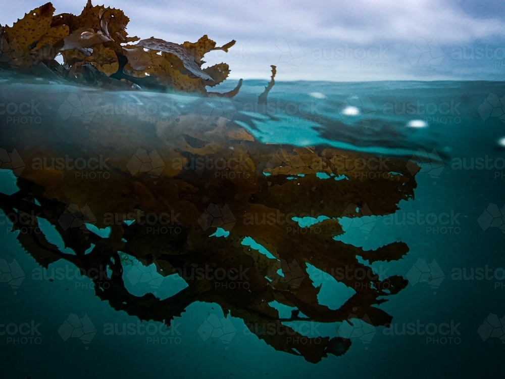 closeup brown seaweed floating half submerged in aqua blue waters - Australian Stock Image