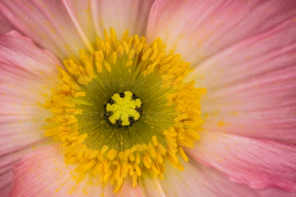 Closeup detail shot of the centre of a pink poppy flower - Australian Stock Image