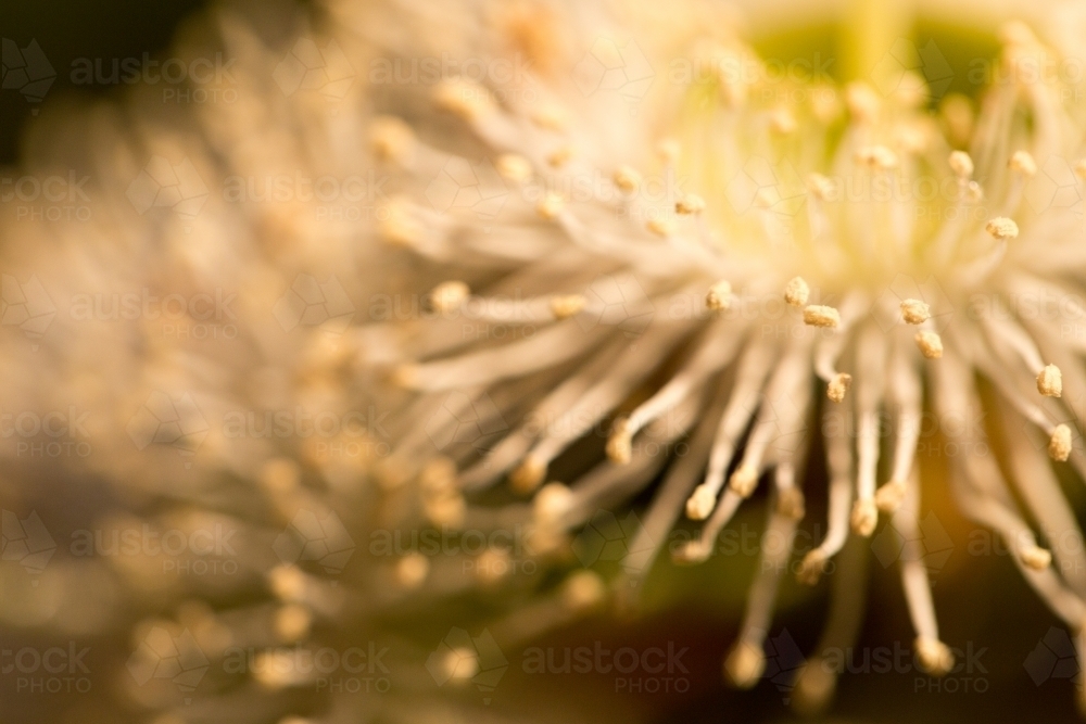 Closeup macro of marri flower - Australian Stock Image