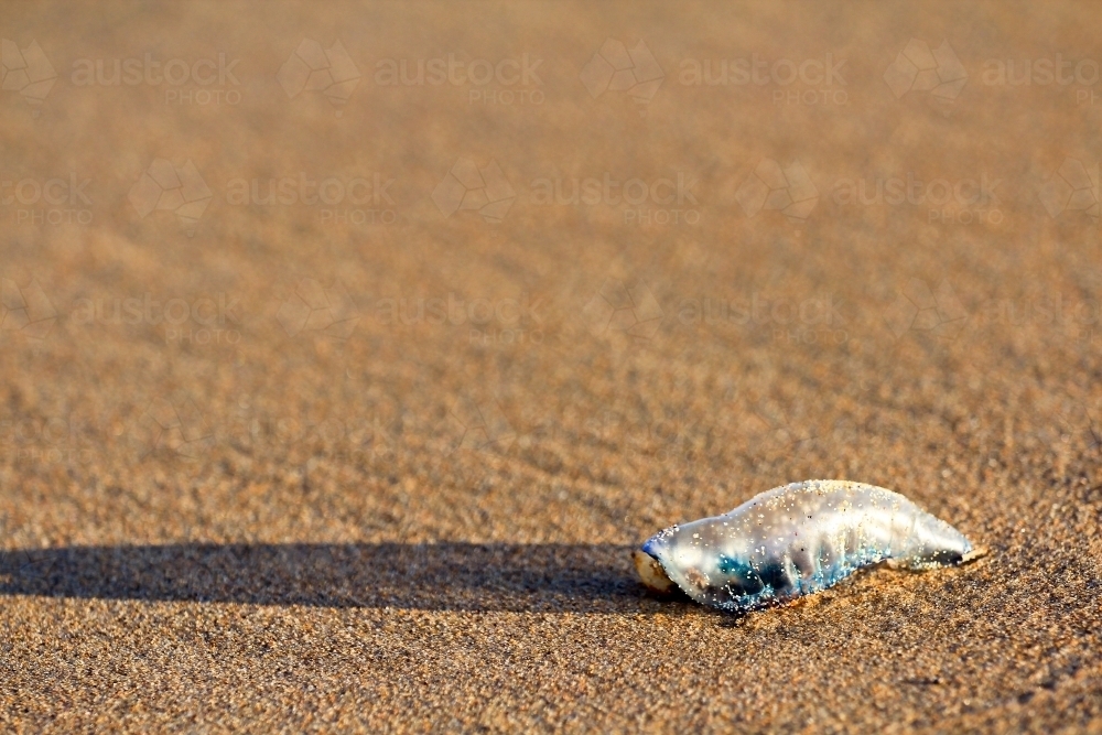 Closeup of a Bluebottle or Portuguese Man-o-war on the beach - Australian Stock Image