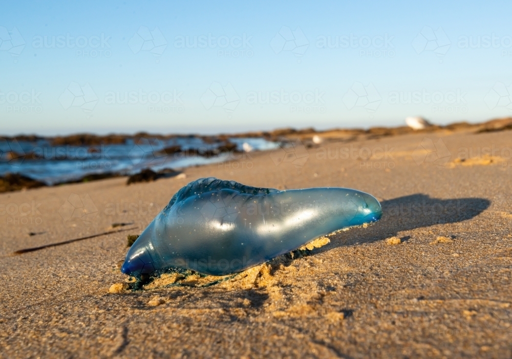 Closeup of a bluebottle stinger on the beach with reefs behind - Australian Stock Image