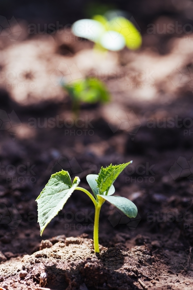Closeup of a cucumber seedling in the field. - Australian Stock Image