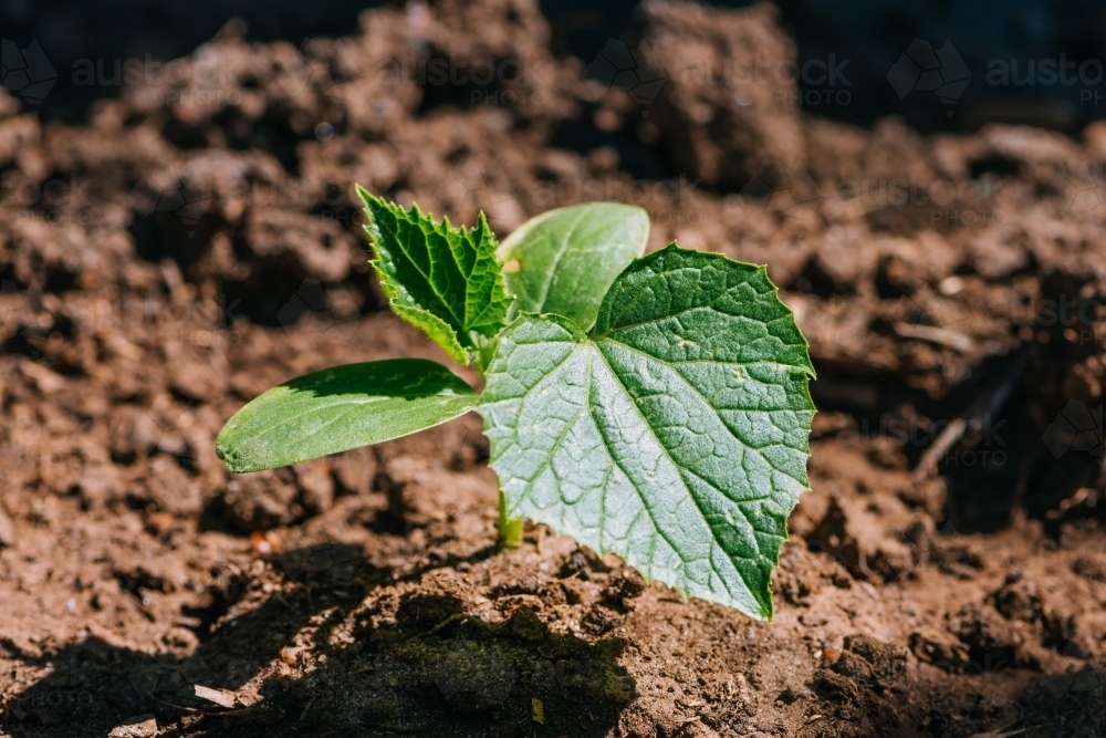 Closeup of a cucumber seedling in the field. - Australian Stock Image