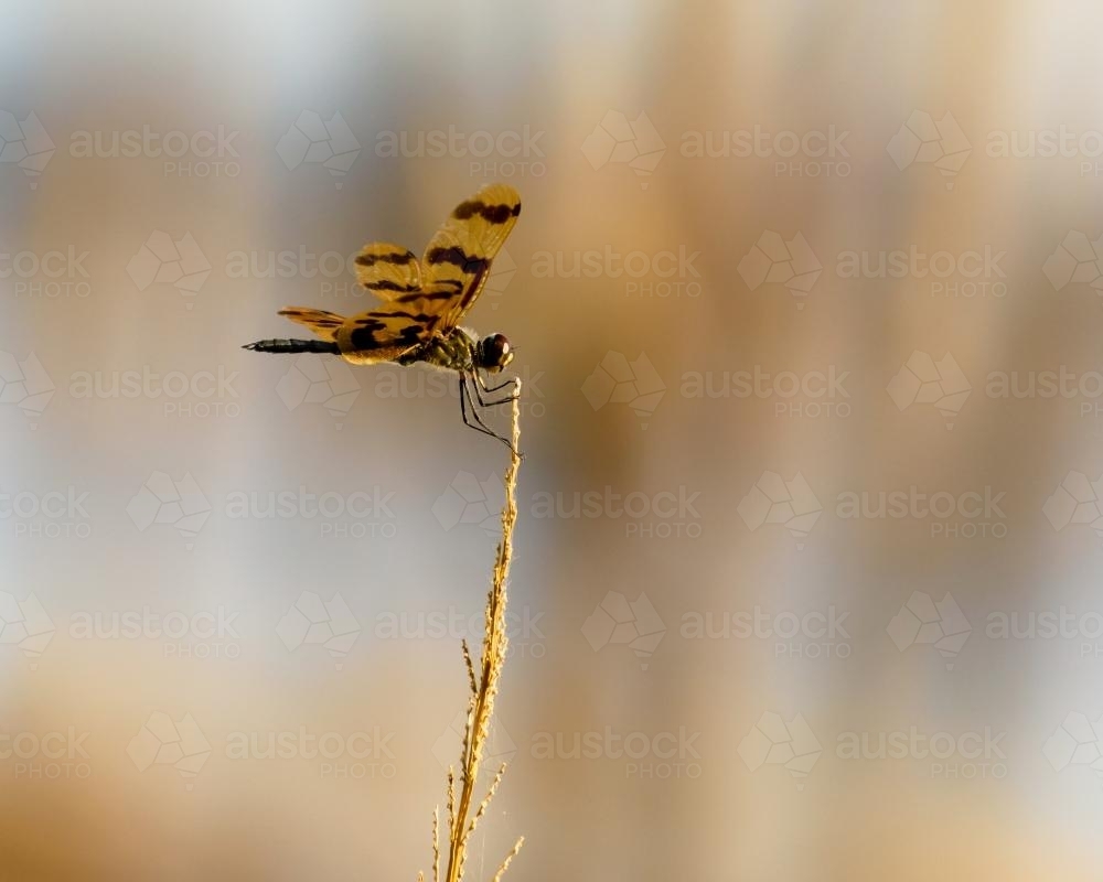 Closeup of a dragonfly on the tip of a grassy seed head - Australian Stock Image