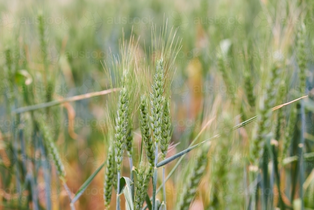 Closeup of a green wheat crop starting to turn - Australian Stock Image
