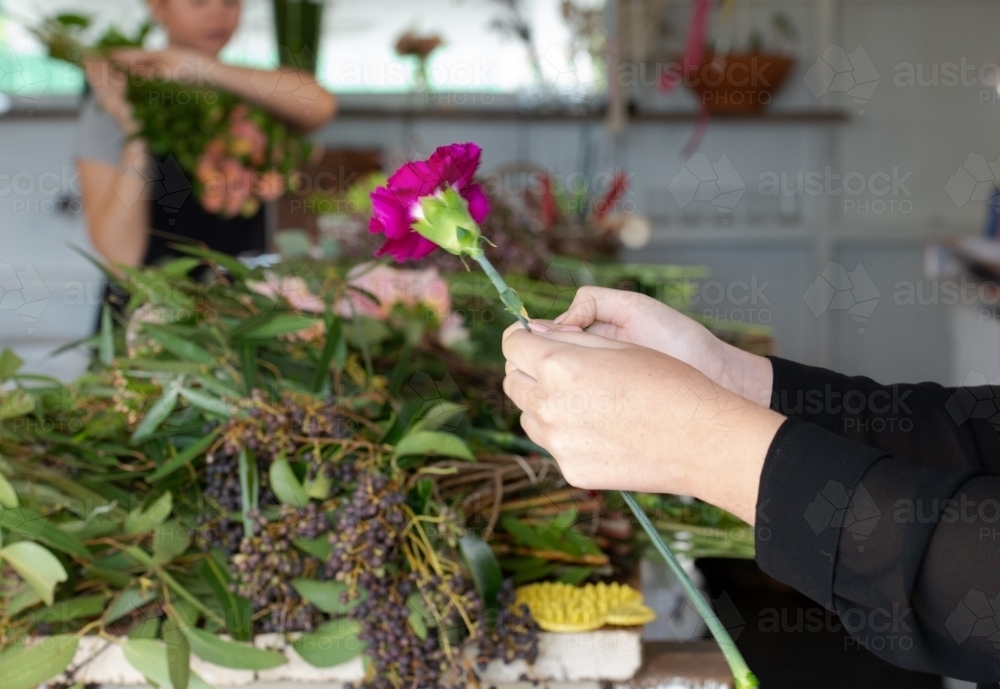 Closeup of a person' s preparing a carnation for display with worker and flowers blur in background - Australian Stock Image