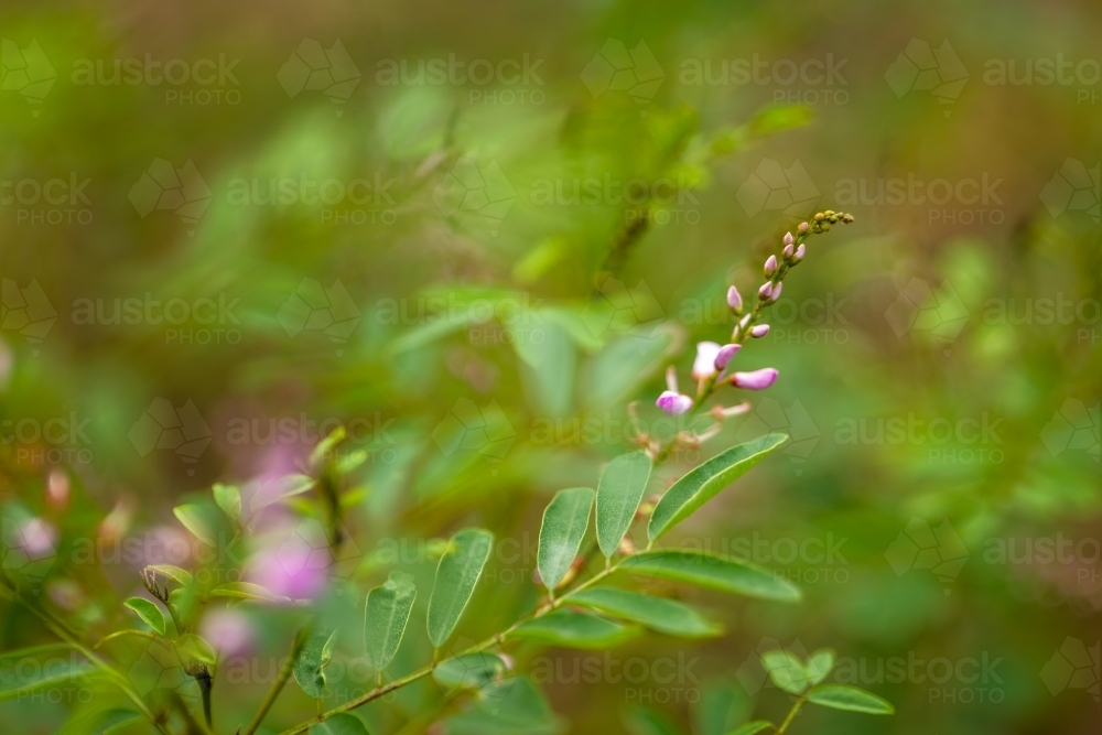 Closeup of a purple flower bud of a green plant - Australian Stock Image