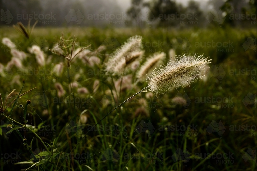 Closeup of backlit grass flowers in the mist with blurred background. - Australian Stock Image