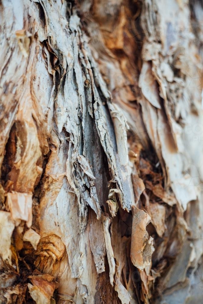 Closeup of Bark on Tree - Australian Stock Image