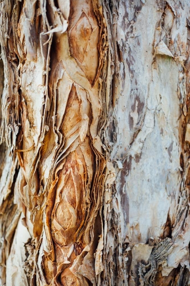 Closeup of Bark on Tree - Australian Stock Image