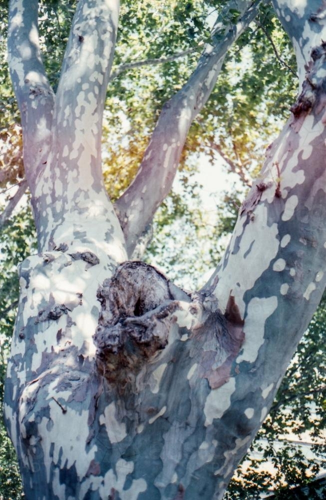 Closeup of Bark on Tree - Australian Stock Image