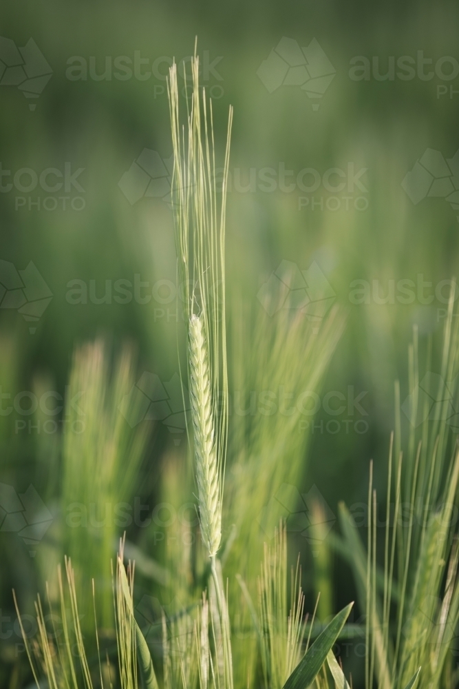 Closeup of barley cereal crop at head emergence in the Wheatbelt of Western Australia - Australian Stock Image