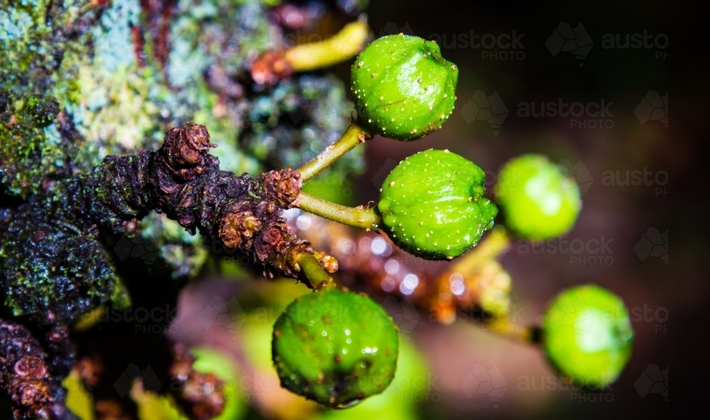 Closeup of Berries on a Tree - Australian Stock Image