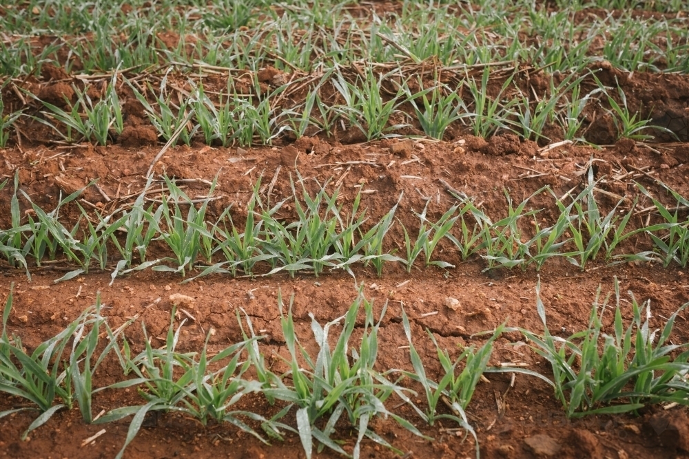 Closeup of broadacre cereal crop in the Wheatbelt of Western Australia - Australian Stock Image