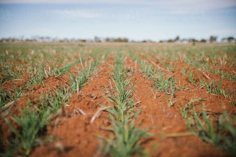 Closeup of broadacre cereal crop in the Wheatbelt of Western Australia - Australian Stock Image