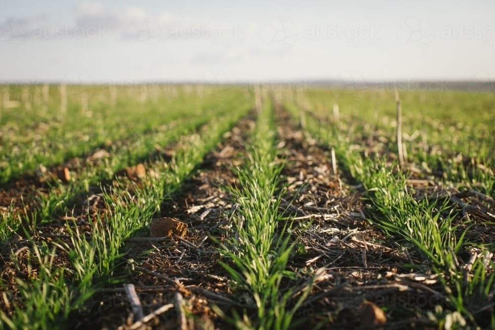 Closeup of broadacre wheat crop in the Wheatbelt of Western Australia - Australian Stock Image