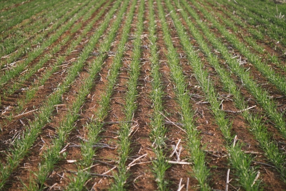 Closeup of broadacre wheat crop in the Wheatbelt of Western Australia - Australian Stock Image