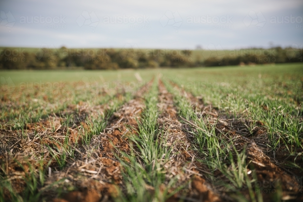 Closeup of broadacre wheat crop in the Wheatbelt of Western Australia - Australian Stock Image