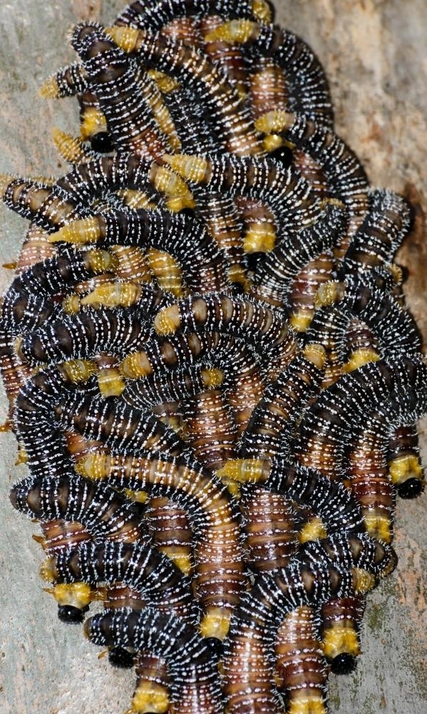 Closeup of brown, orange and yellow banded sawfly larvae on a tree trunk - Australian Stock Image