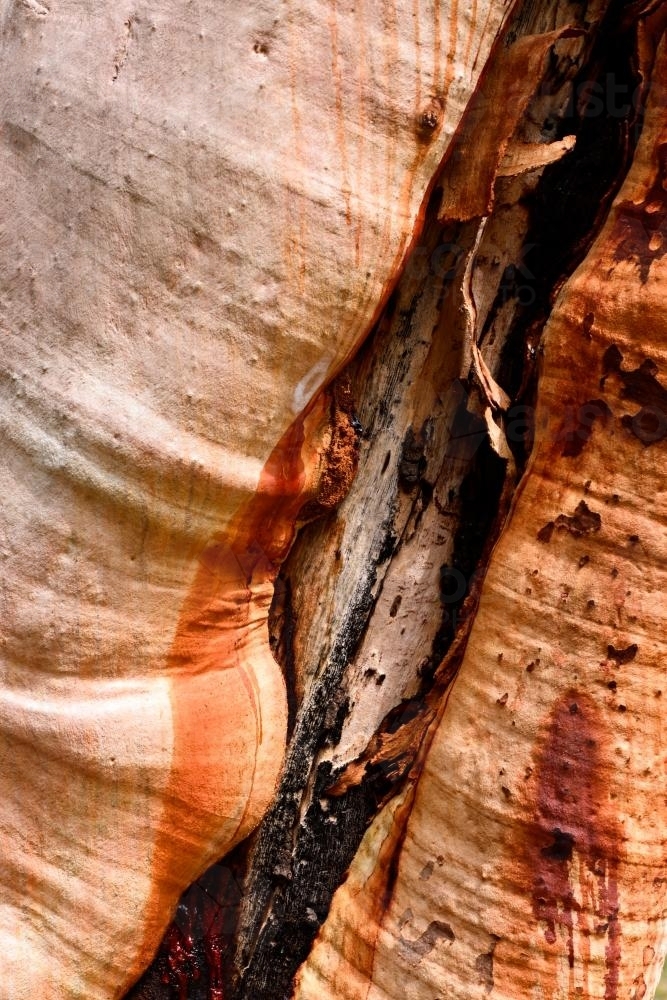 closeup of colourful pink and orange textured tree trunk with burnt damage - Australian Stock Image