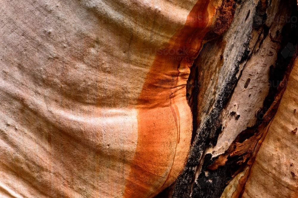 closeup of colourful pink and orange textured tree trunk  with burnt damage - Australian Stock Image