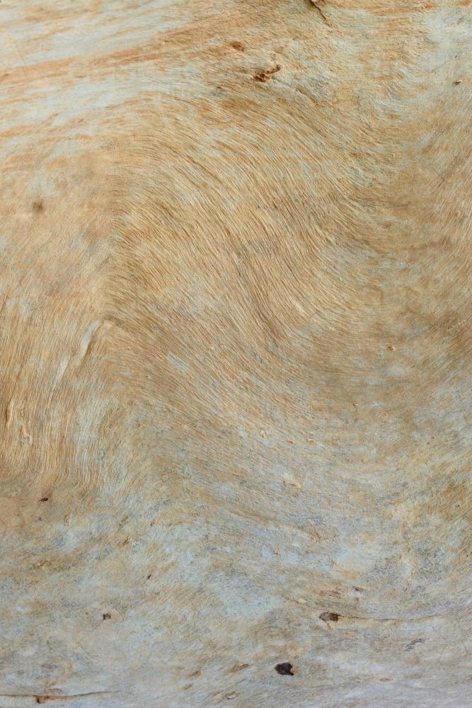 Closeup of cream and pale orange, lightly textured  tree trunk - Australian Stock Image