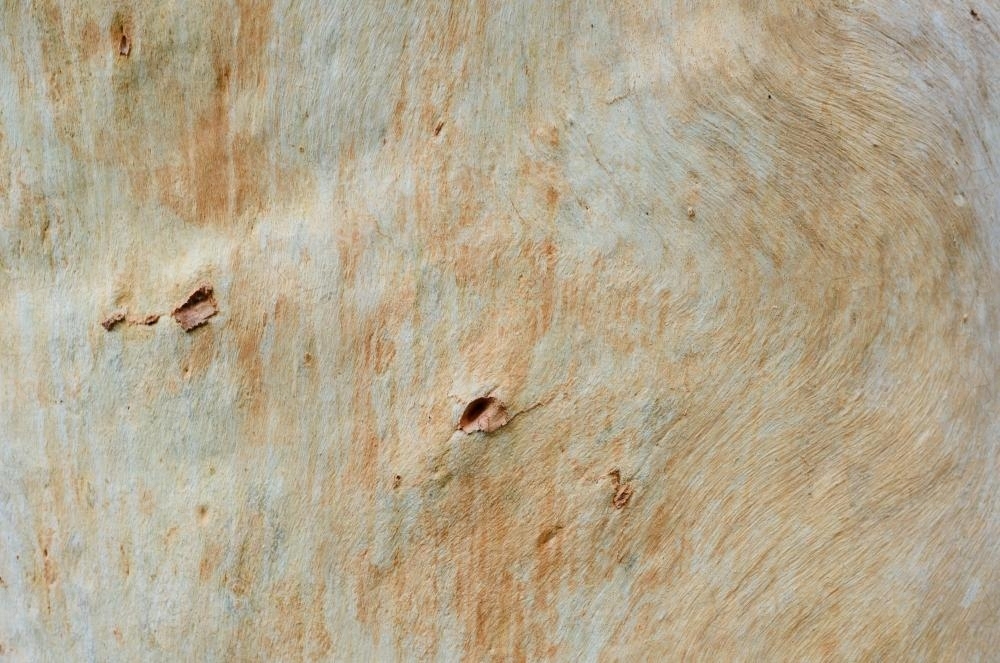 Closeup of cream and pale orange, lightly textured  tree trunk - Australian Stock Image