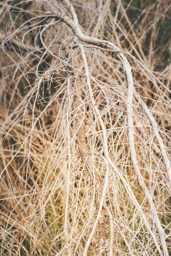 Closeup of dry sticks, catch fire easily in summer. Fire danger. - Australian Stock Image