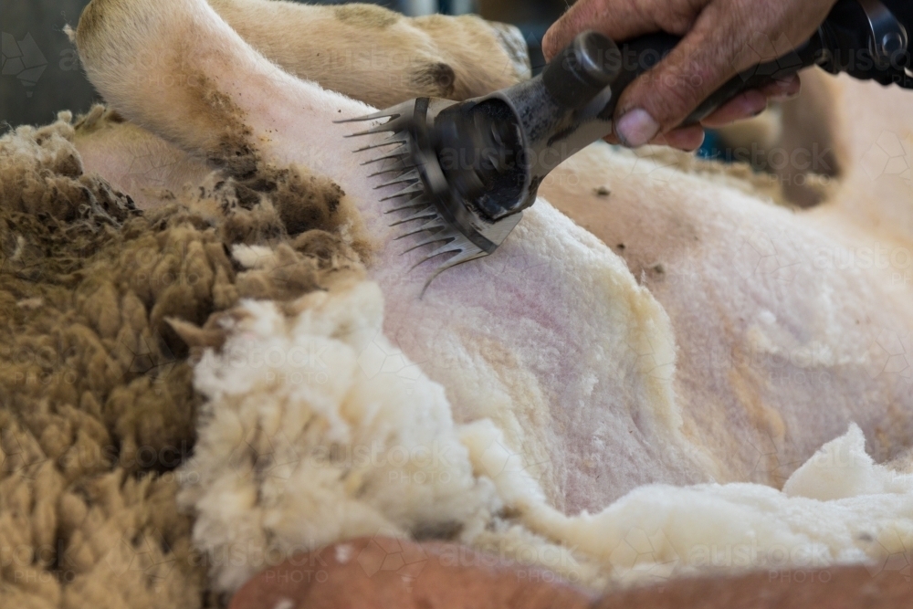 Wool Shearing Collection Sheep Wool Shearing