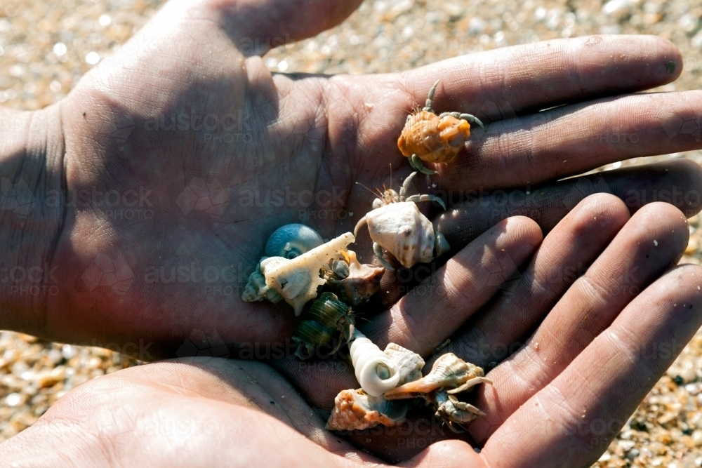 Closeup of hands holding crabs - Australian Stock Image