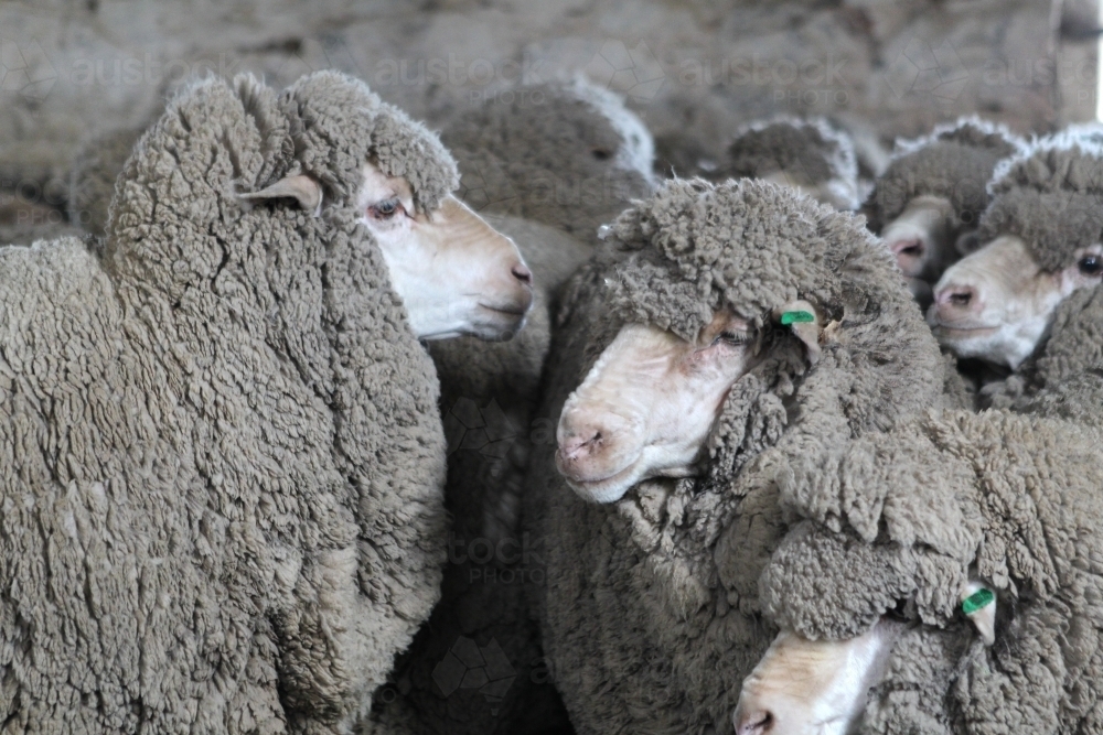 Closeup of Merino sheep - Australian Stock Image