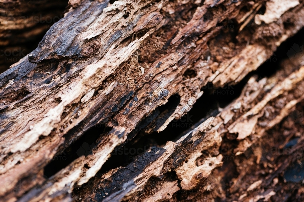 Closeup of old rotten wood. - Australian Stock Image