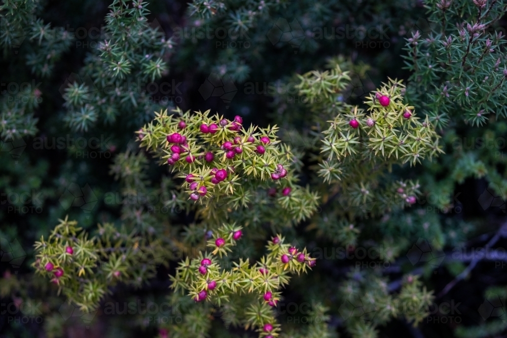 closeup of plants with small red flowers - Australian Stock Image