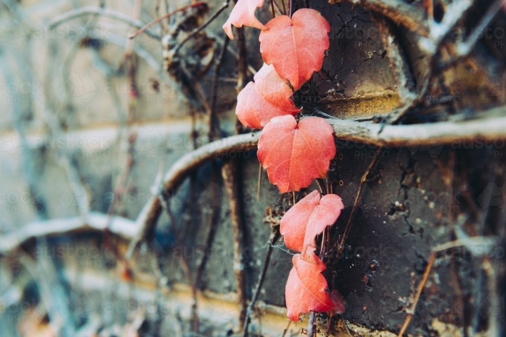 Closeup of red ivy branch on old brick wall, blurred background. - Australian Stock Image
