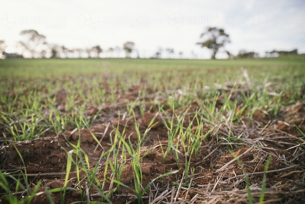 Closeup of seedling wheat crop in the Wheatbelt of Western Australia - Australian Stock Image