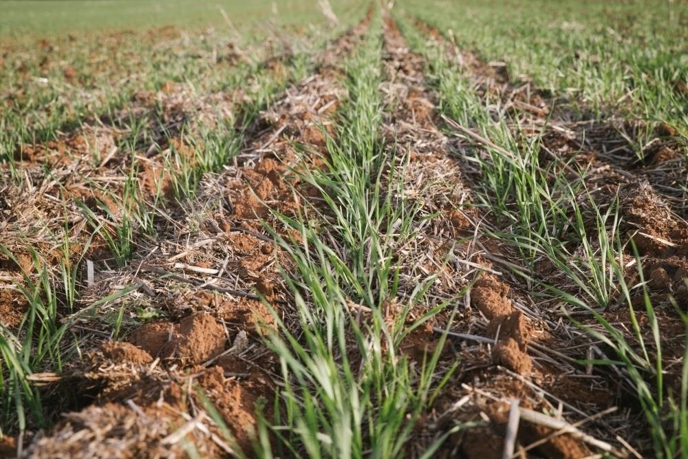 Closeup of seedling wheat crop in the Wheatbelt of Western Australia - Australian Stock Image