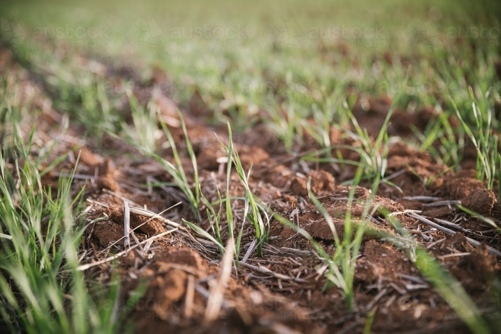 Closeup of seedling wheat crop in the Wheatbelt of Western Australia - Australian Stock Image