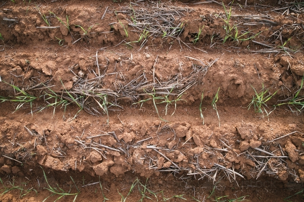 Closeup of seedling wheat crop in the Wheatbelt of Western Australia - Australian Stock Image